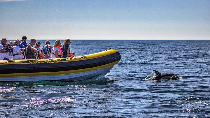 Portimao Dolphin Discovery and Cave Cruise
