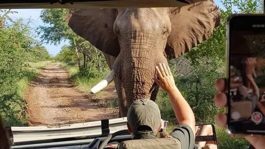 3-Hour Scheduled Safari Game Drive in Pilanesberg National Park