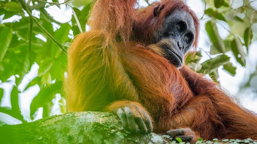 3-Day Ethical Orangutan Jungle Trek | Bukit Lawang, Sumatra