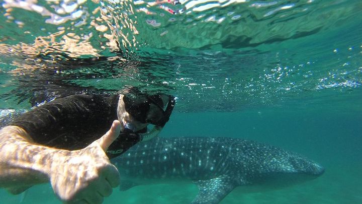 Whale Shark snorkeling tour in a reduced group with local marine biologist