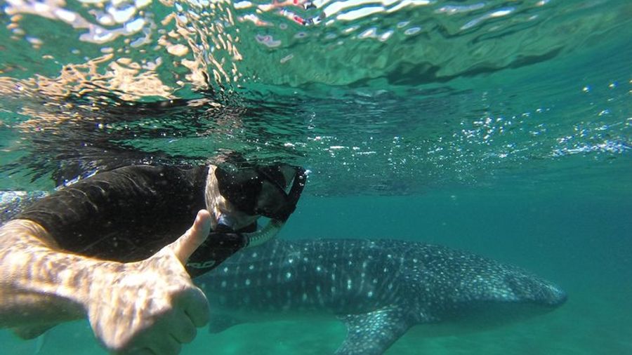 Whale Shark snorkeling tour in a reduced group with local marine biologist