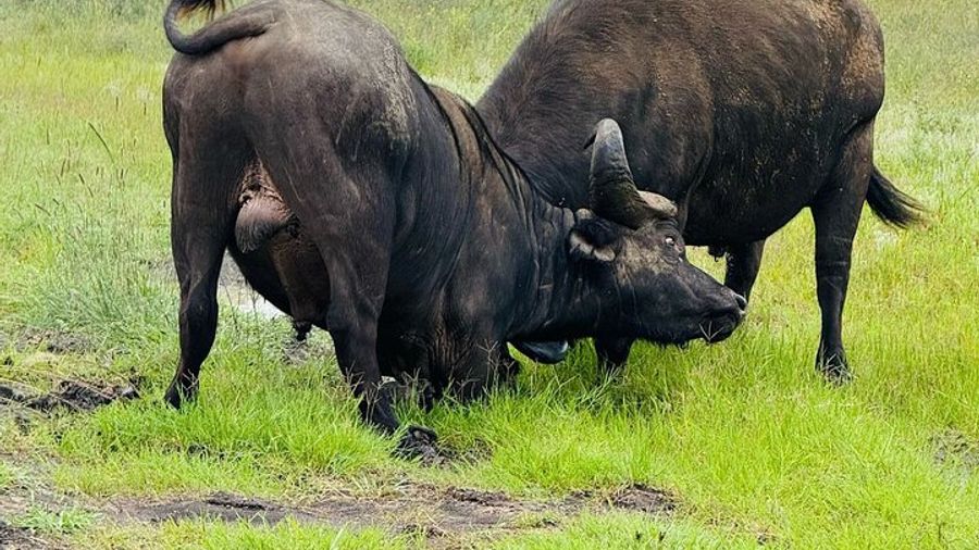Nairobi National park And Giraffe Center: Free Wi-Fi Connection