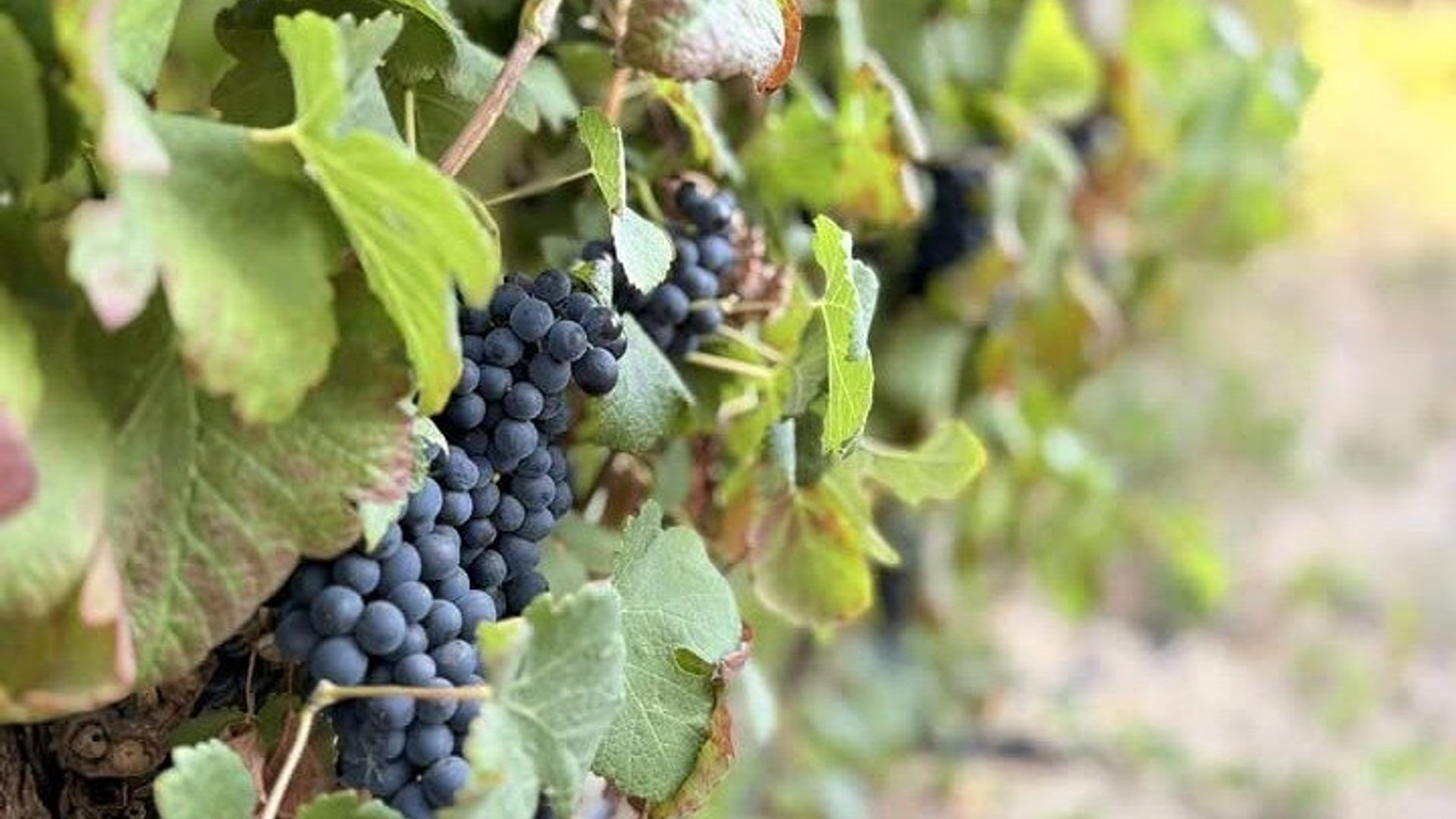 Weinprobe in Dekkersvlei