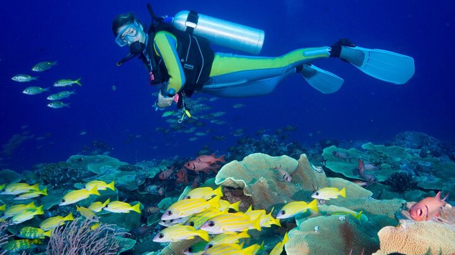 Side Scuba Diving for Beginners with Lunch and Transfers
