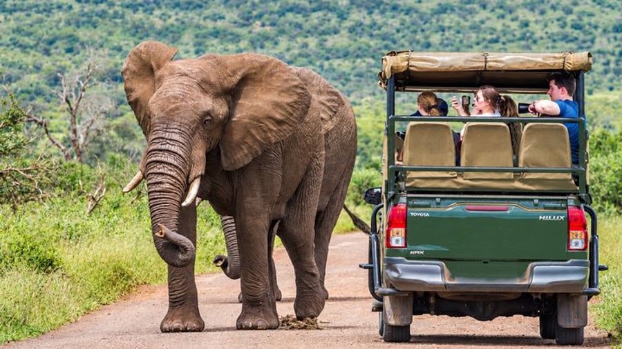 Full Day Exquisite Pilanesberg Safari from Johannesburg