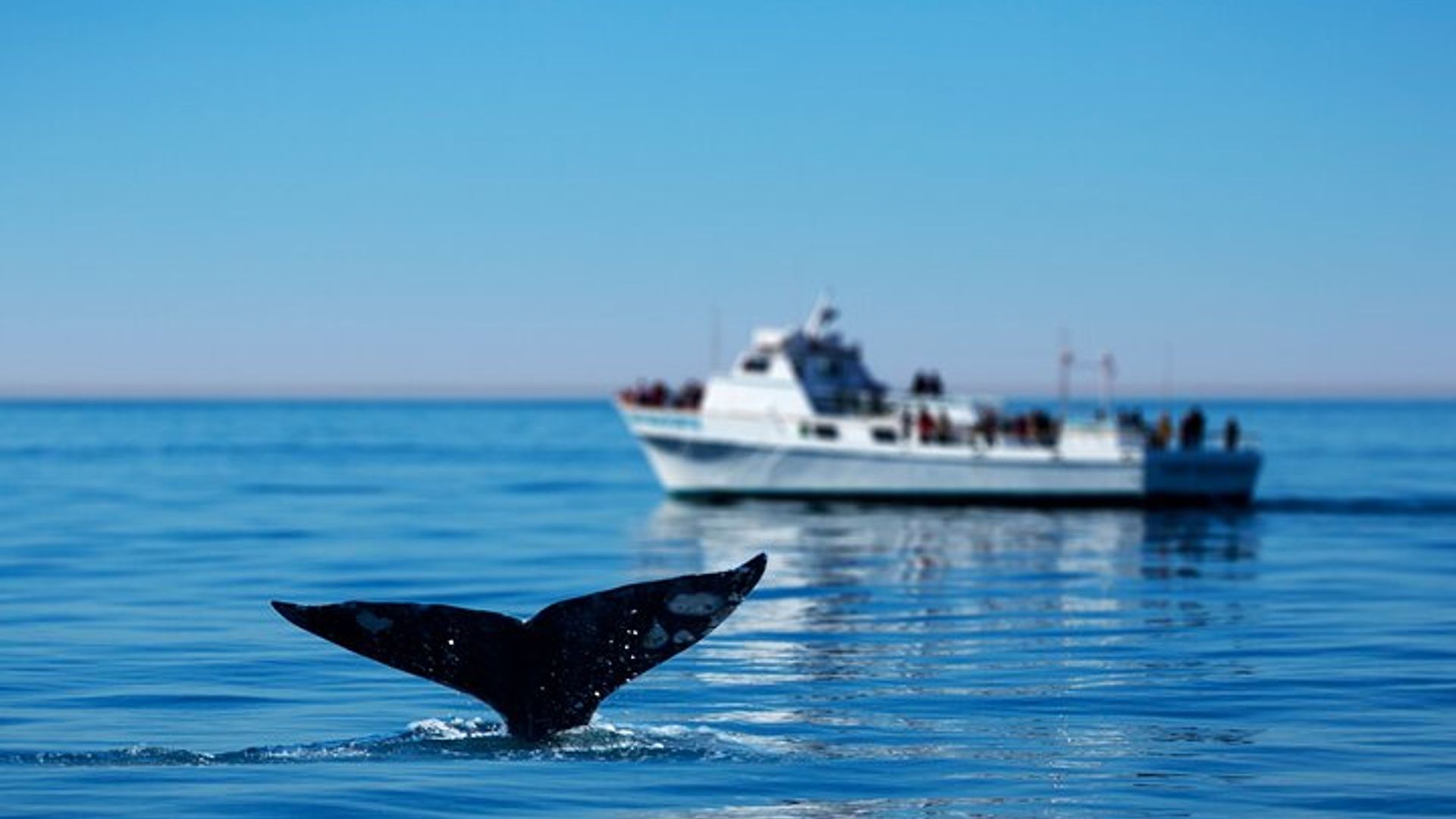 Hermanus Whale Watching Boat Trip