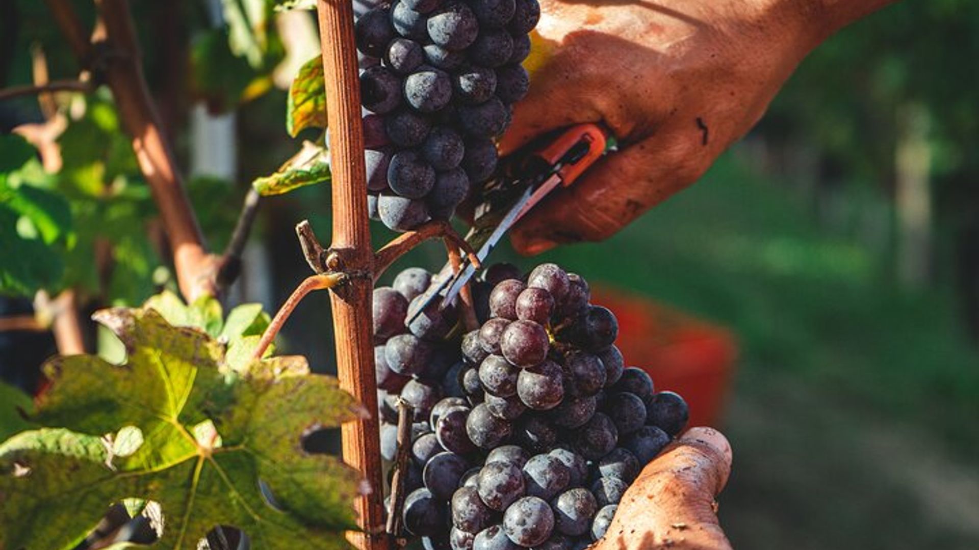 Albufeira Wine Tour: 2 Vineyards, 6 Tastings & Historic Silves