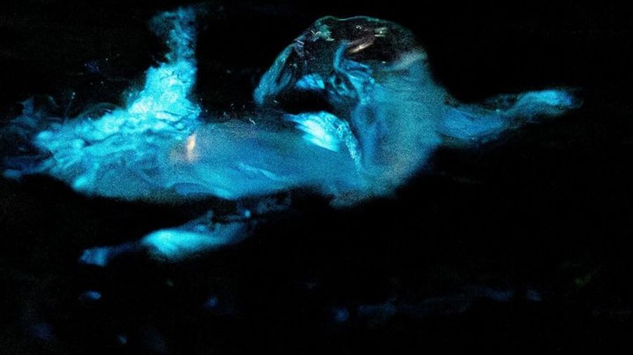 Kayak Tours and Rentals. Dolphins, Manatees, and Bioluminescence!