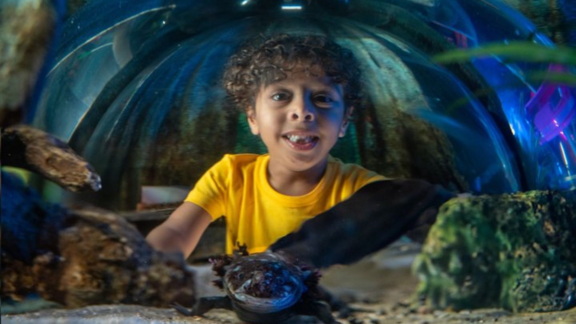 Orlando : SEA LIFE Aquarium, ICON Park Tickets, Plus Upgrades