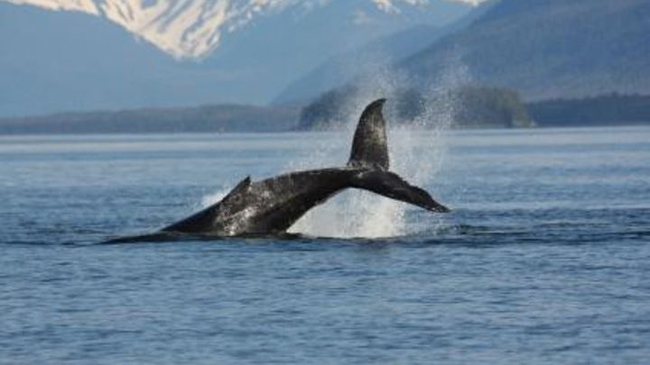Juneau Whale-Watching Adventure