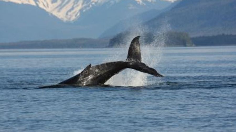Juneau Whale-Watching Adventure