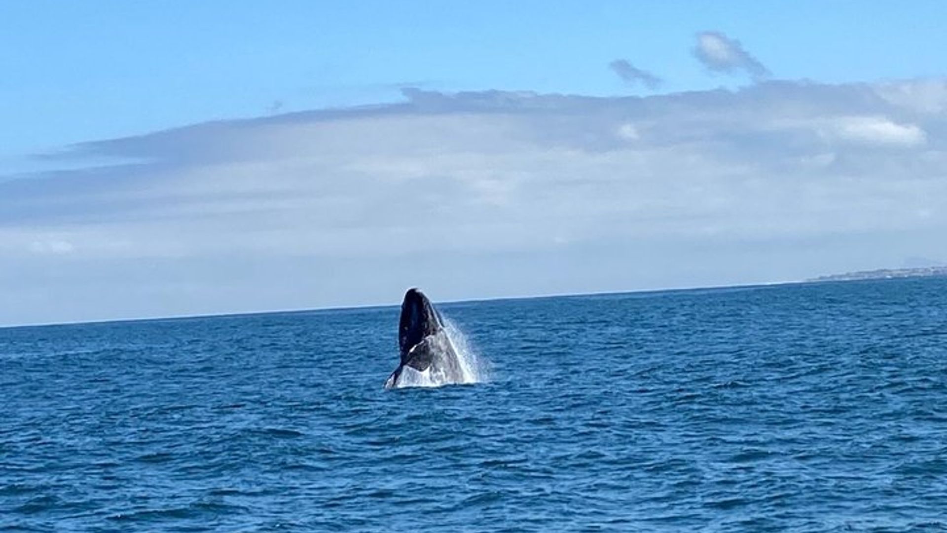 Tour privado de observación de ballenas Hermanus con recogida en el hotel