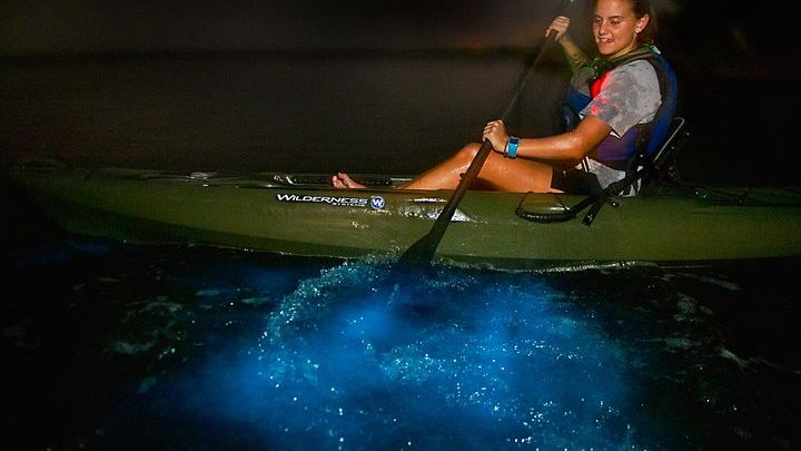 Bioluminescence Kayak Tour