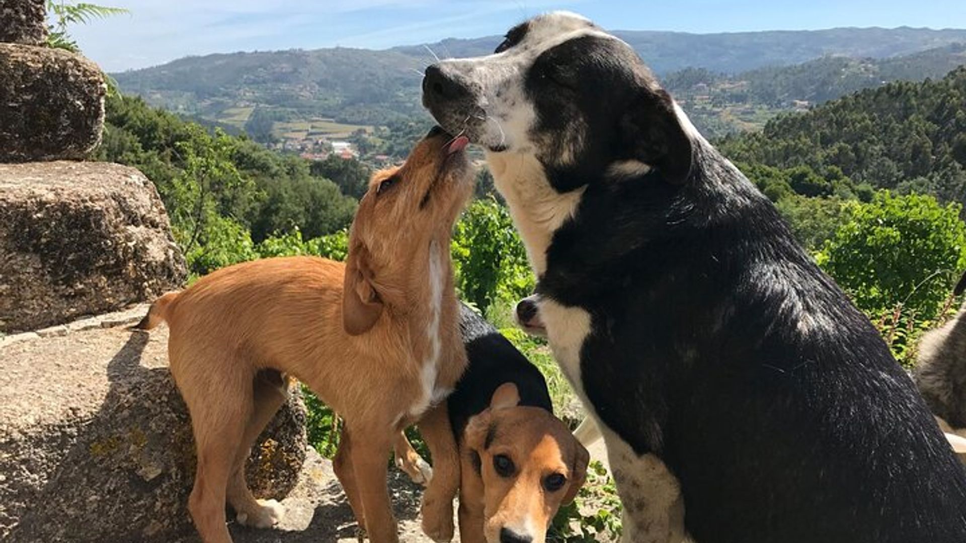 Clase de cocina tradicional, visita a una granja y almuerzo en el valle del Duero