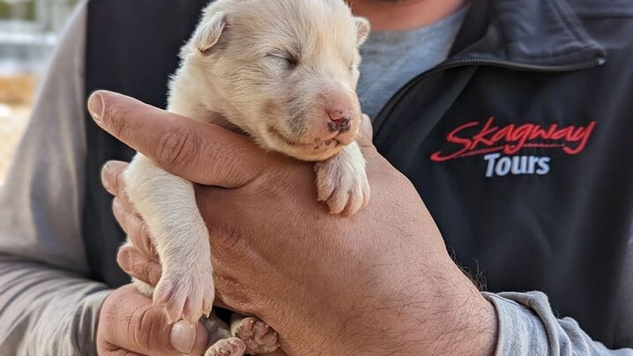 Skagway To The Yukon Summit Tour And Husky Puppy Playtime