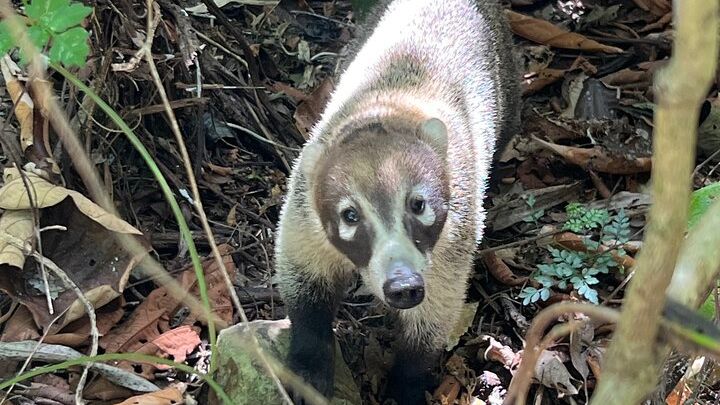 Explore Panama Canal and Gatun Lake with Rainforest Hike
