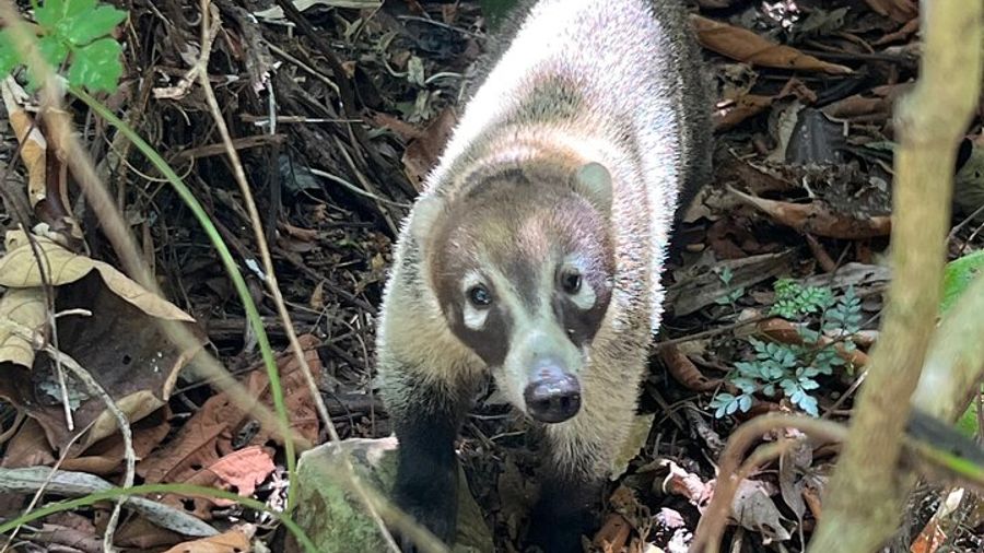 Explore Panama Canal and Gatun Lake with Rainforest Jungle Walk