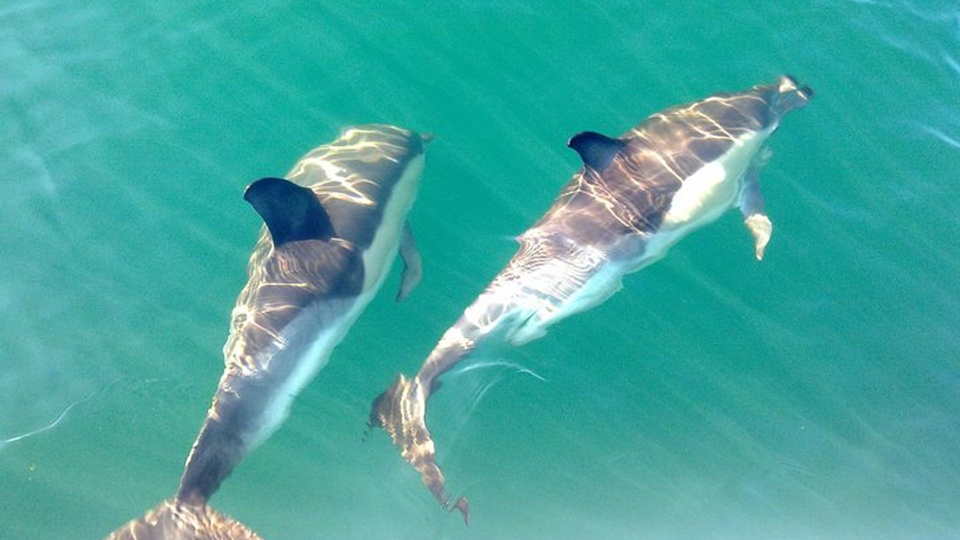 Delfinbeobachtung von Cabanas de Tavira