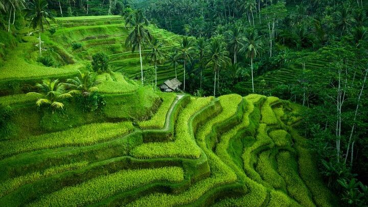 Ubud Arts Villages with Jungle Swing, Lunch, and Waterfall