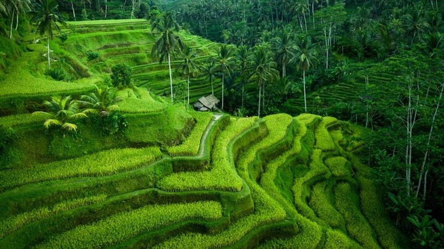 Ubud Arts Villages with Jungle Swing, Lunch, and Waterfall