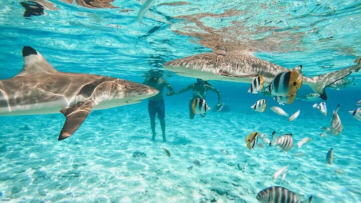 Full-Day Small-Group Lagoon Tour with Snorkeling and Lunch