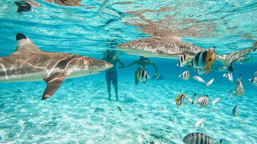 Full-Day Small-Group Lagoon Tour with Snorkeling and Lunch