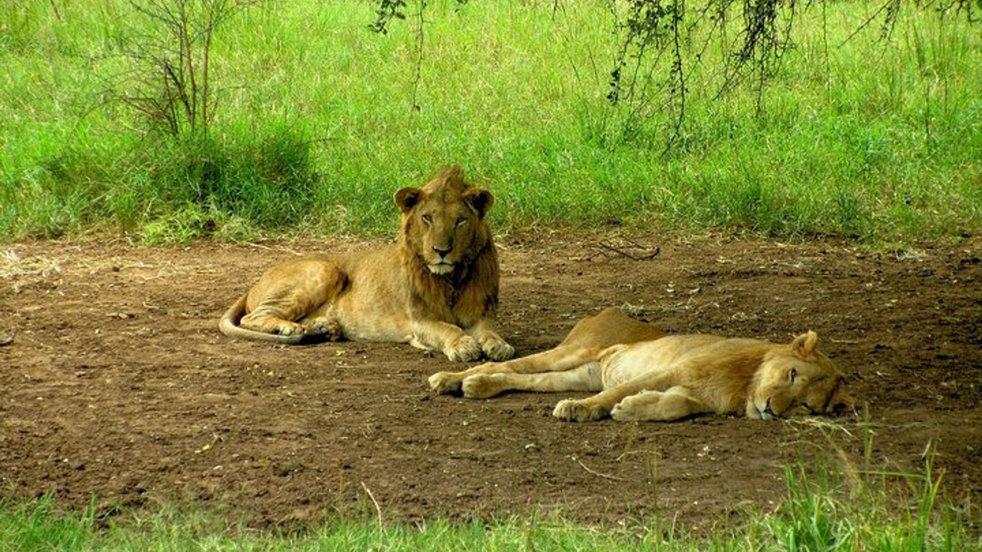 8 Days Game Adventure Safari Kidepo Valley National Park And Sipi Falls