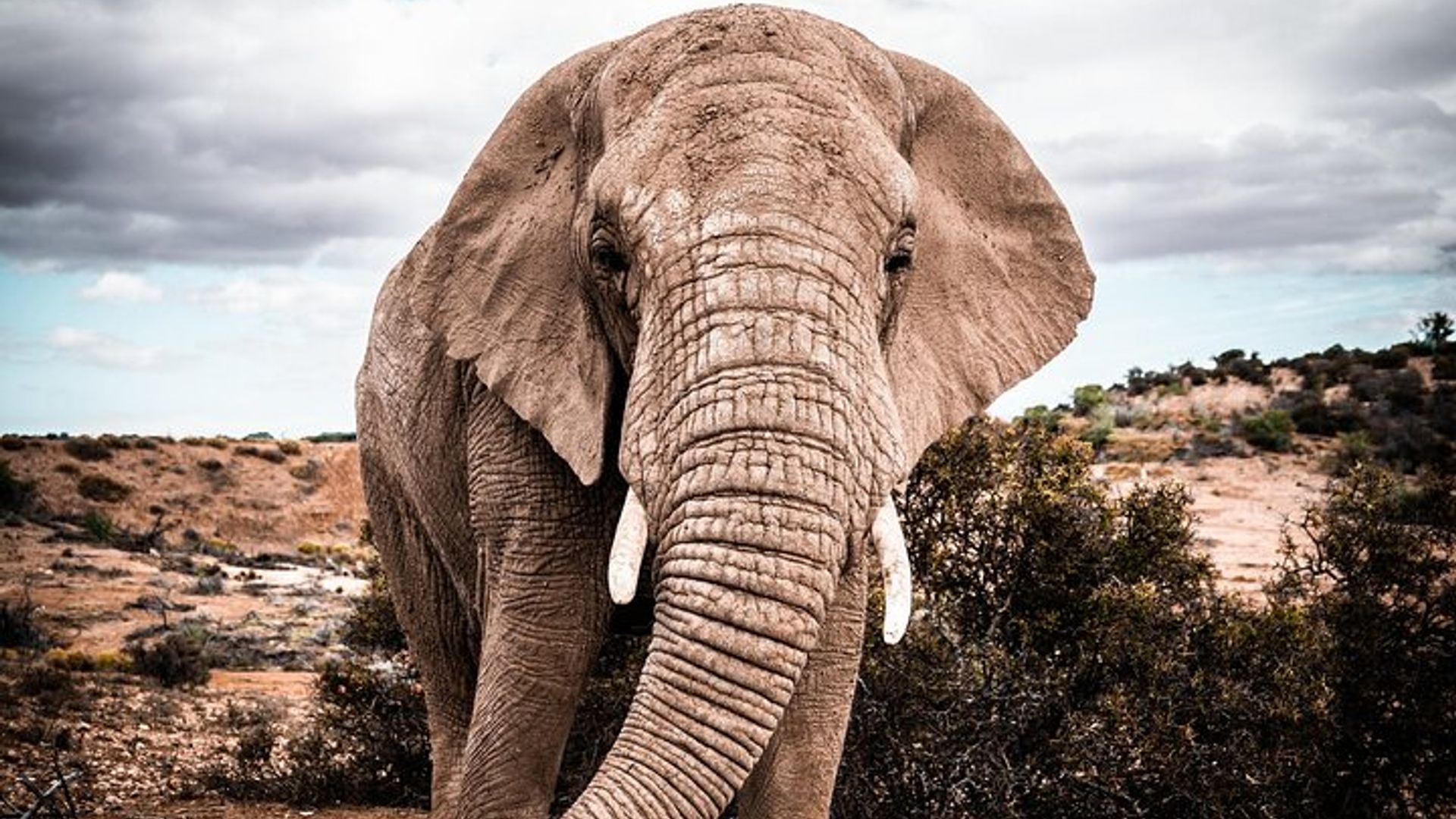 Excursión de 2 días a la ruta del jardín en grupo pequeño Big 5 Safari Tour desde Ciudad del Cabo