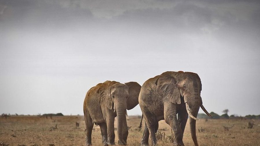 2-Day Mombasa to Tsavo East National Park Wildlife Safari