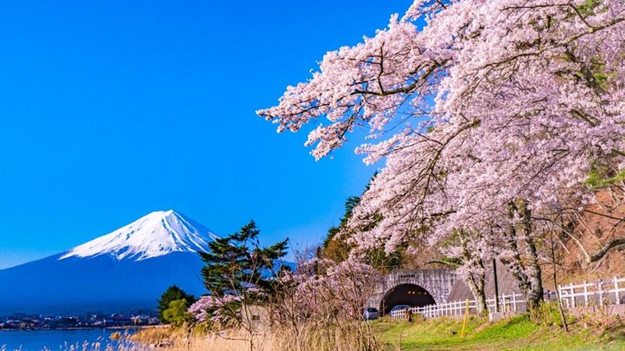 Mt. Fuji From Multiple Angles + Photo Spots: Tour From Tokyo