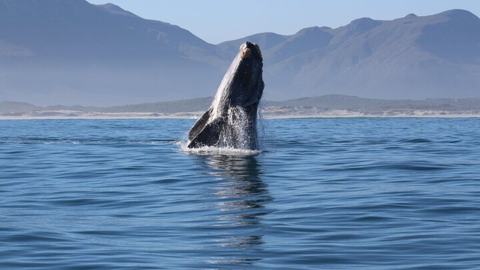 Ciudad del Cabo: experiencia de avistamiento de ballenas