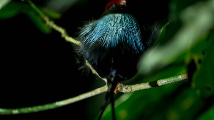 Birdwatching Tour: unlock the wonder, whether beginner or advanced