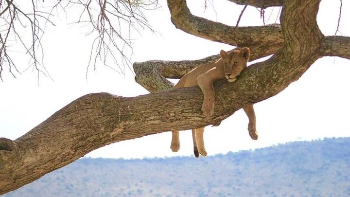 From Arusha: 5-Day Valleys and Highlands Safari Ngorongoro
