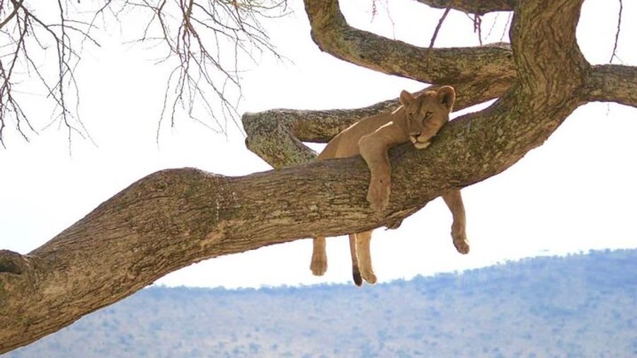From Arusha: 5-Day Valleys and Highlands Safari Ngorongoro