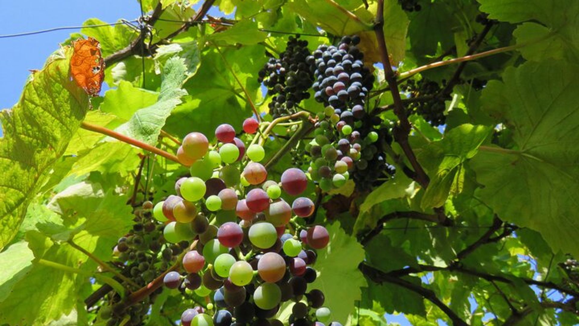 Vineyard Escapade and skywalk, a Wine Tour 4x4 Adventure