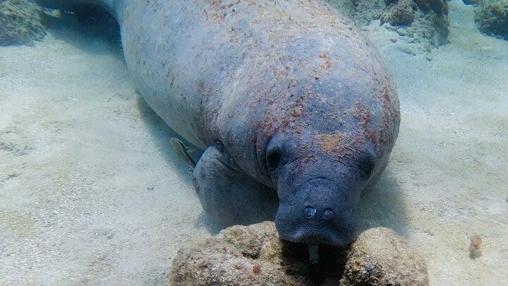 Costa Maya Snorkelling Tour Of Great Mesoamerican Reef