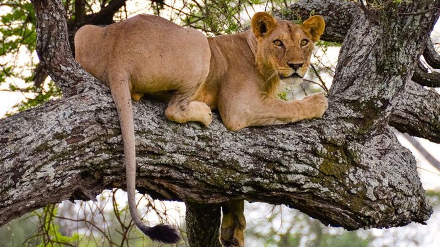 Nairobi National Park half-Day Tour; Free wifi Connection