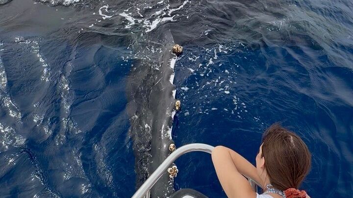 Lahaina, Maui: Afternoon Whale-Watching Boat Tour