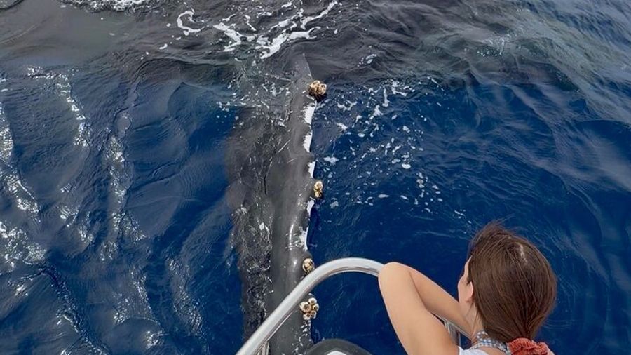 Lahaina, Maui: Afternoon Whale-Watching Boat Tour