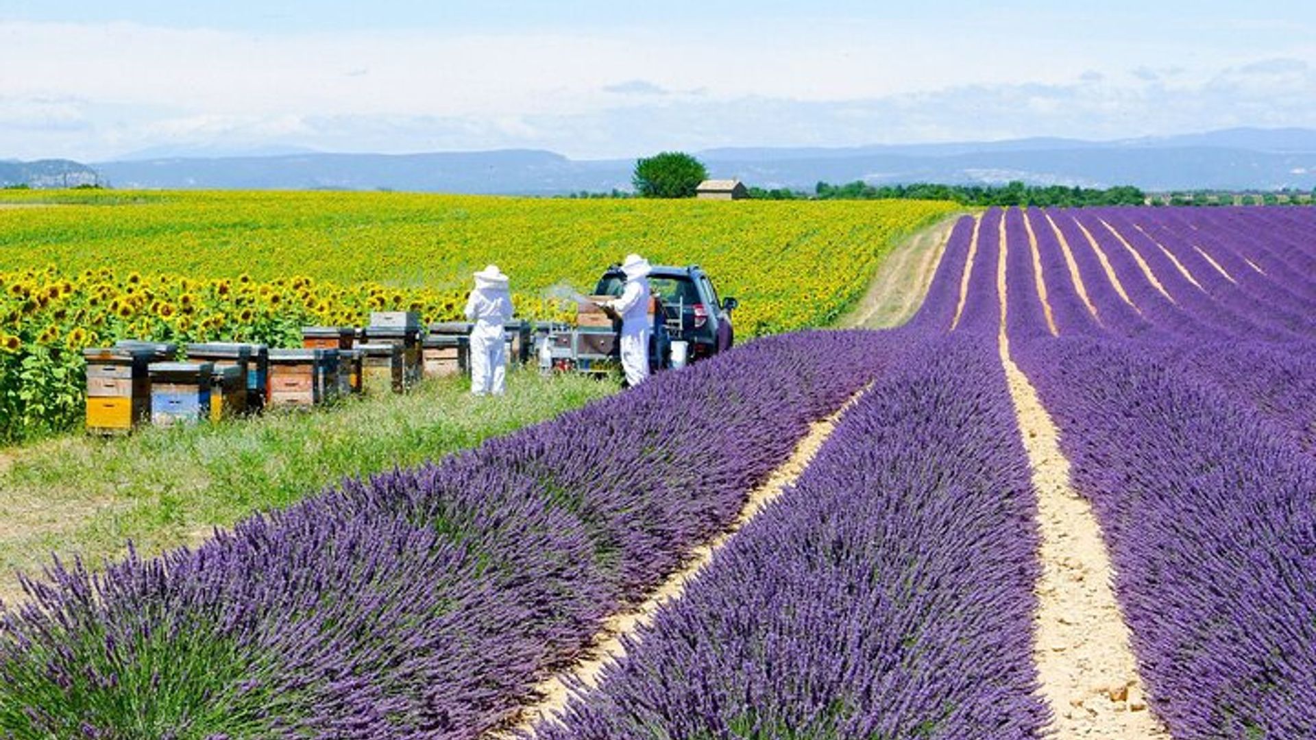 Ganztägige private Tour in Lavendel und Provence mit Abholung