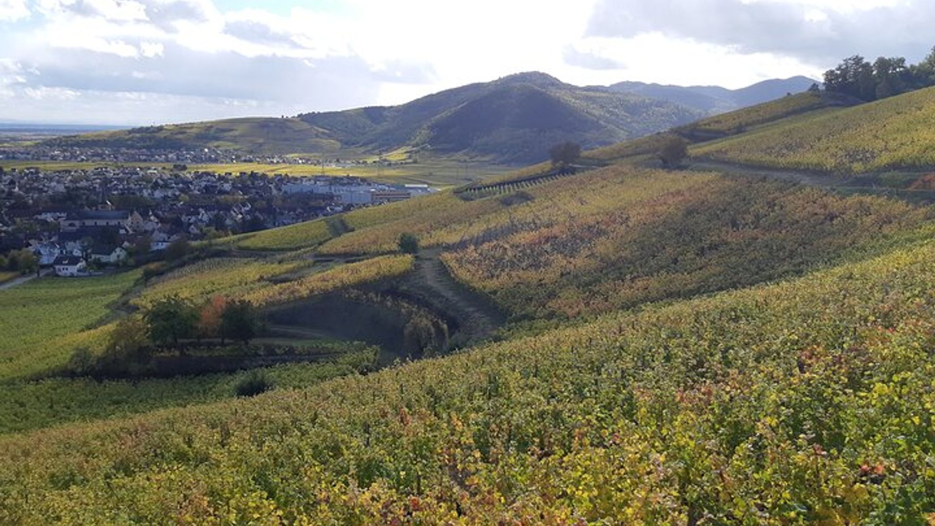 Alsace Wine Route Tour with Tasting Session from Colmar