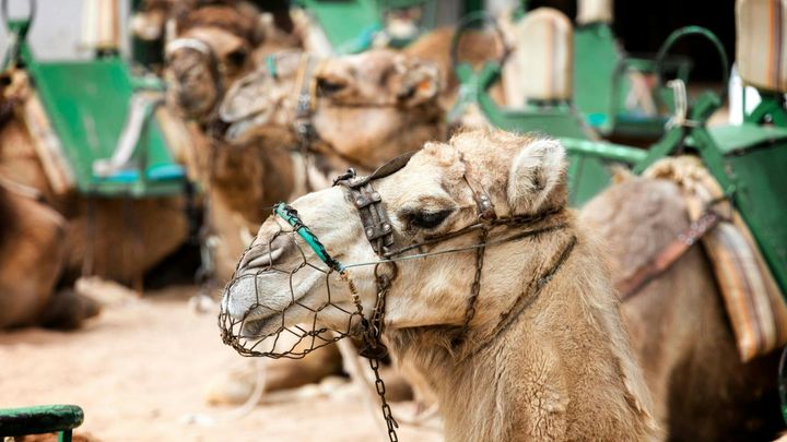 Maspalomas camel tour