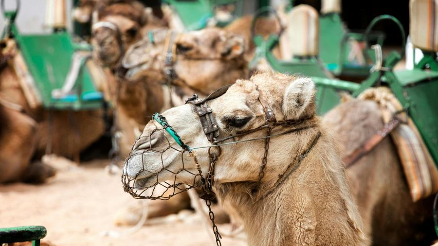 Maspalomas camel tour