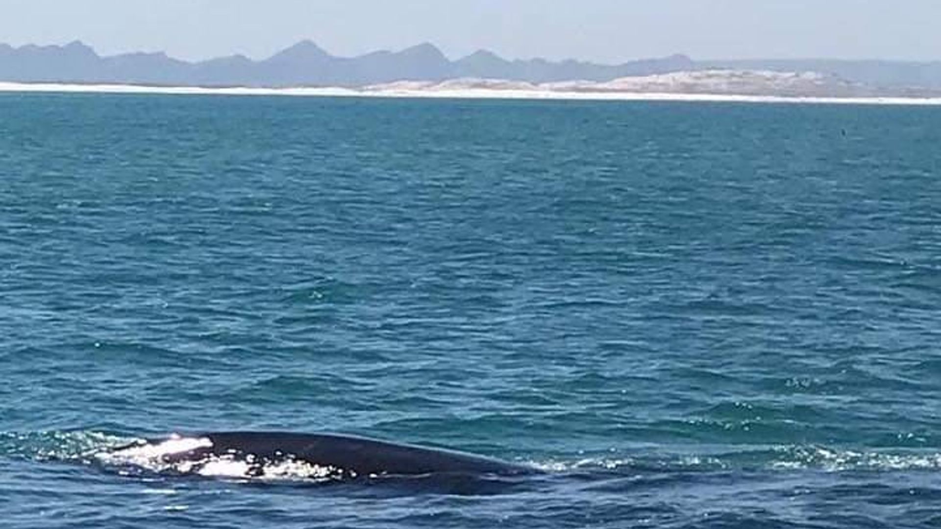 Avistamiento de ballenas en Hermanus