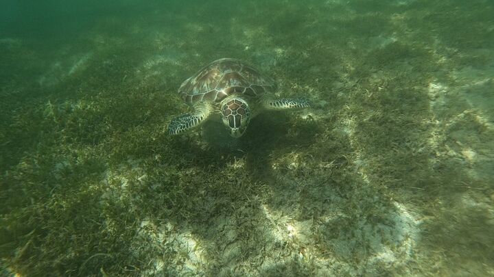 Puerto Rico Small-Group Jet-Powered Snorkel and Turtle Snorkel