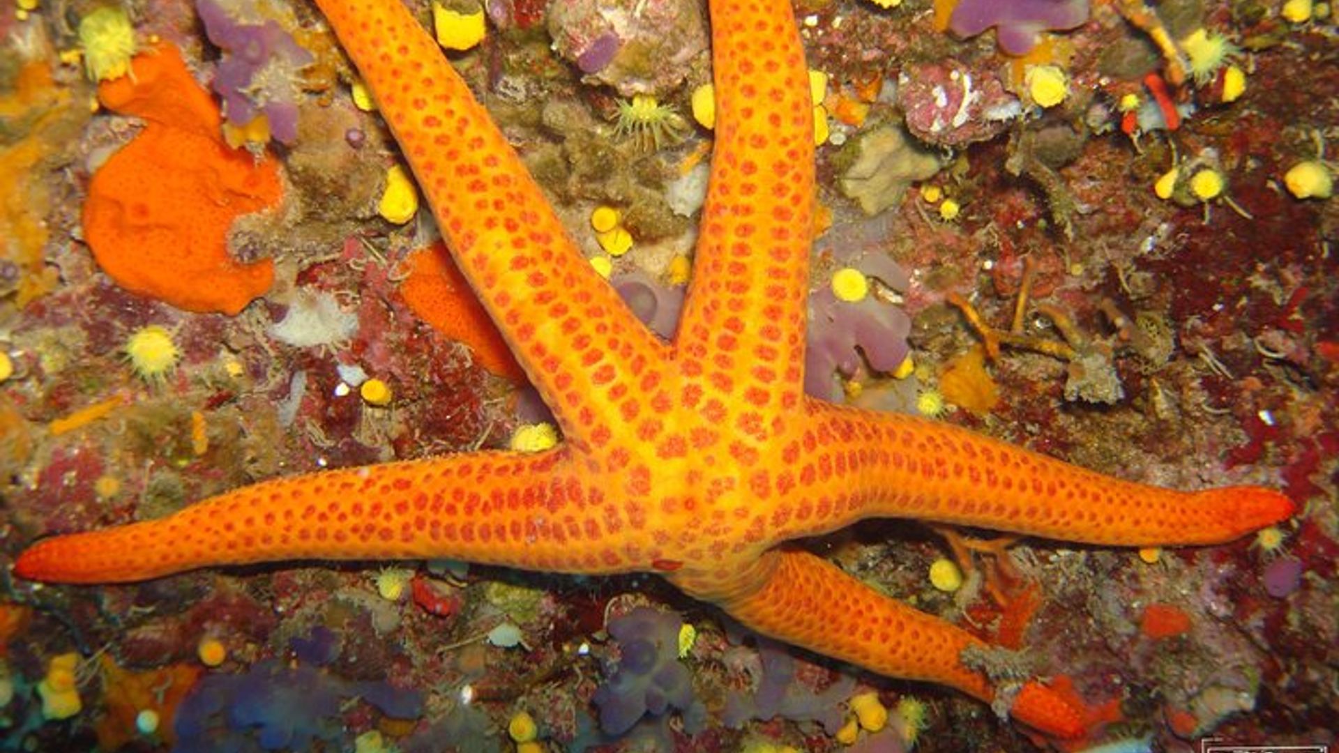 Aventura submarina con bautismo de mar en la isla de Elba