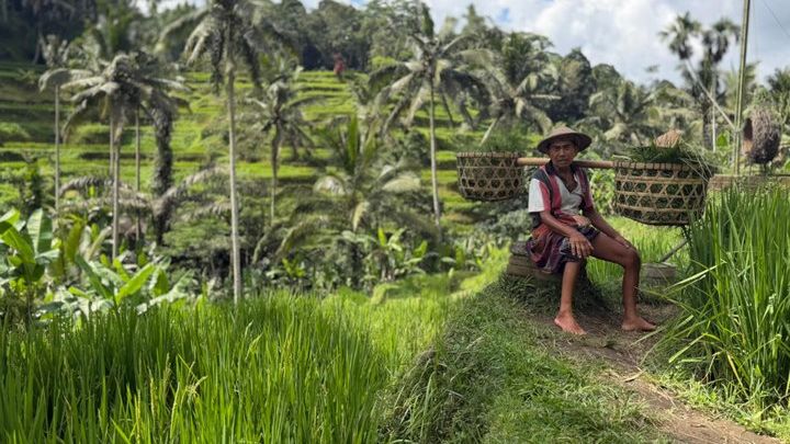 Ubud 1-Day Private Highlights Tour with Jungle Swing and Wi-Fi
