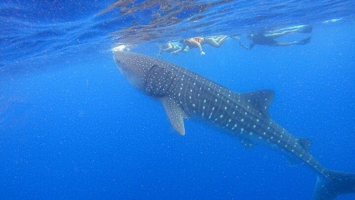 Isla Holbox Whale Shark and Snorkeling Adventure with Ceviche