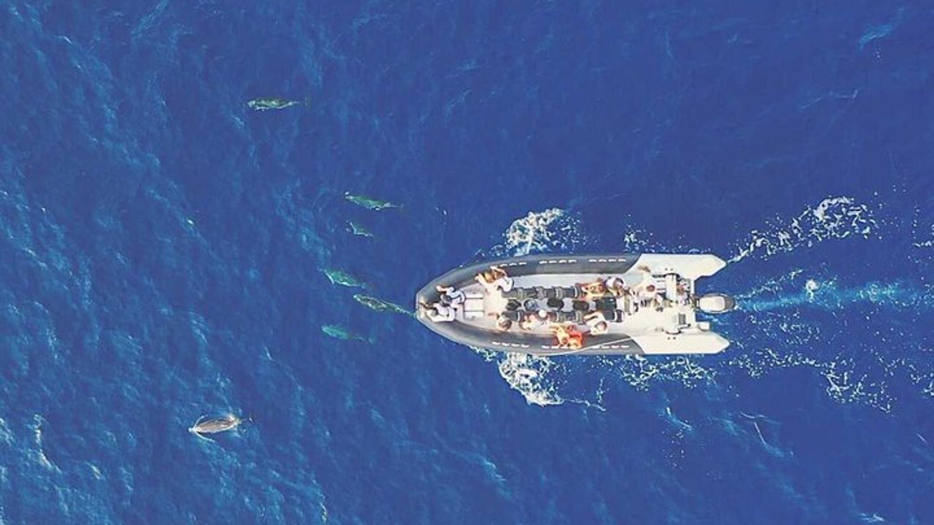 Crucero de observación de delfines Santuario de las Pelagos desde San Rafael