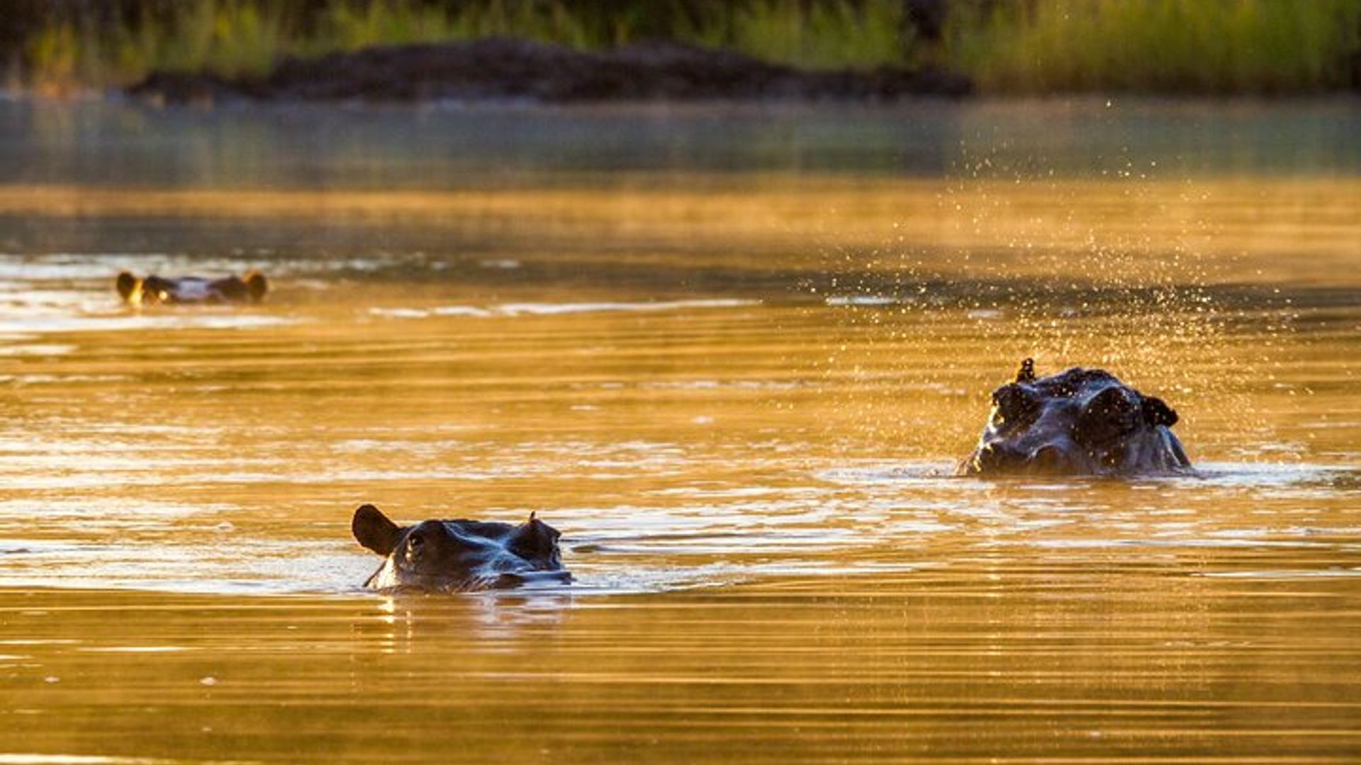 ทัวร์น้ำตกวิกตอเรีย 4 วันและทัวร์แบบรวมทุกอย่างของ Chobe